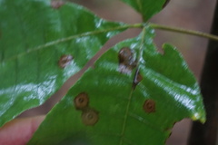 Arthropoda