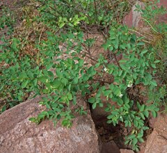 Symphoricarpos rotundifolius