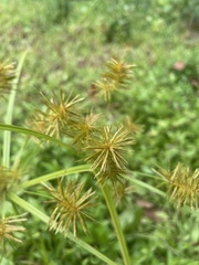 Cyperus esculentus
