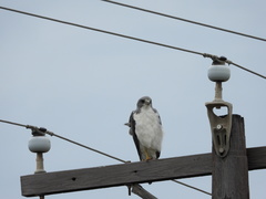 Geranoaetus albicaudatus