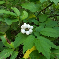 Actaea rubra neglecta
