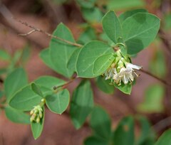 Symphoricarpos rotundifolius