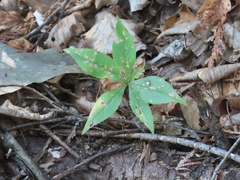 Lysimachia borealis
