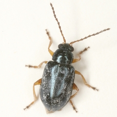 Lysathia ludoviciana