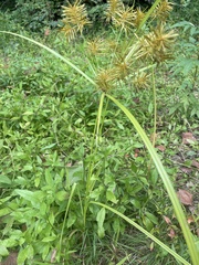 Cyperus esculentus