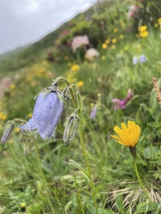 Campanula barbata