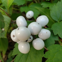 Actaea rubra neglecta