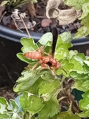Polistes carolina