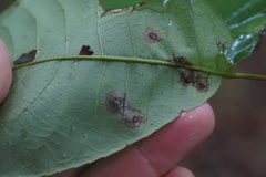 Arthropoda