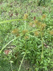 Cyperus esculentus