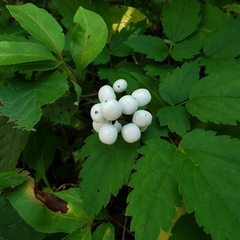 Actaea rubra neglecta