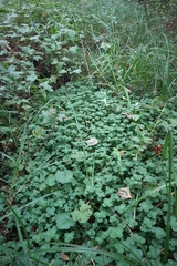 Chrysosplenium oppositifolium