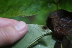 Arthropoda
