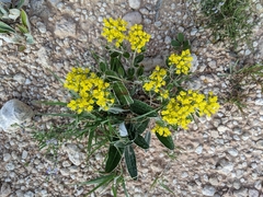 Eriogonum correllii