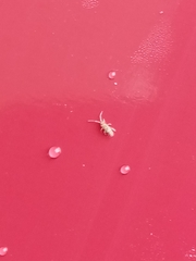 Entomobrya nivalis