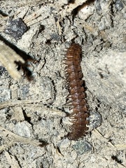 Polydesmus complanatus