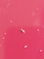 Entomobrya nivalis