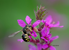 Anthidium florentinum