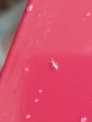 Entomobrya nivalis