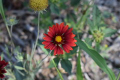Gaillardia