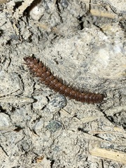Polydesmus complanatus