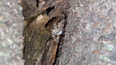 Hyla japonica