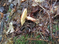 Suillus spraguei
