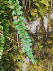 Asplenium viride image