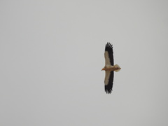 Neophron percnopterus