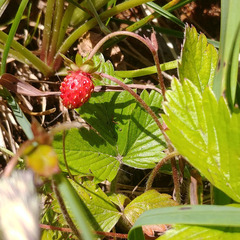 Fragaria