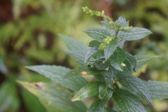 Botryosphaeria dothidea