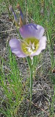 Calochortus gunnisonii