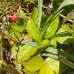 Fragaria