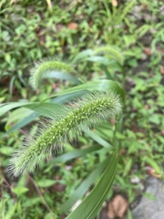 Setaria faberi