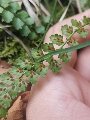 Asplenium viride