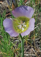 Calochortus gunnisonii