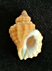 Turritriton labiosus