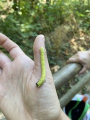 Biston betularia