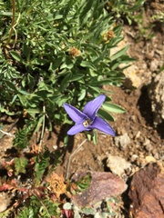 Gentianopsis