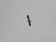 Neophron percnopterus