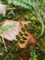 Asplenium viride