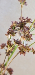 Juncus canadensis