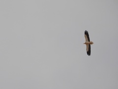 Neophron percnopterus