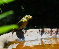 Piranga rubra