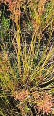 Juncus canadensis