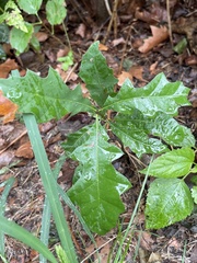 Quercus rubra