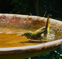 Piranga rubra