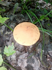 Leccinum insigne