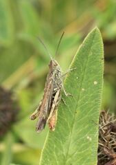 Chorthippus biguttulus