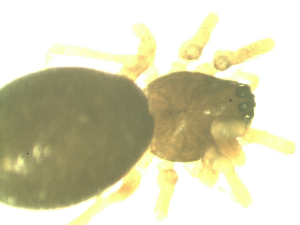 Trichopterna